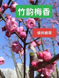竹韵茗香多少钱一盒